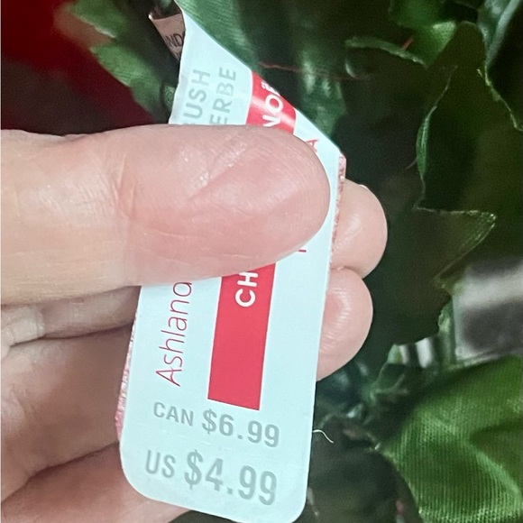 1 poinsettias red plant Christmas - Picture 8 of 13